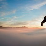 eagle soaring