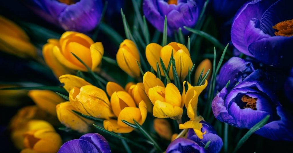 Breath of Spring | focuswithmarlene.com