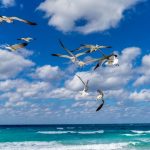 seagulls flying above the ocean